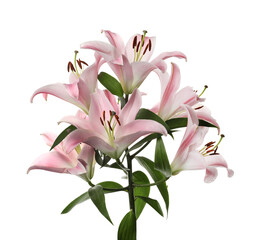 Beautiful lily plant with pink flowers isolated on white