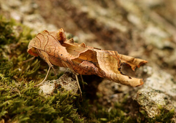 Profile view of an Angle Shades Moth. Scientific name Phlogophora meticulosa. Moth clings to the...