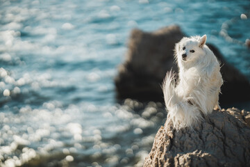 Little White Spitz Sitting On Top Of A Large Rock At The Beach