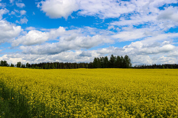 Blooming winter rape field