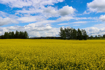 Blooming winter rape field