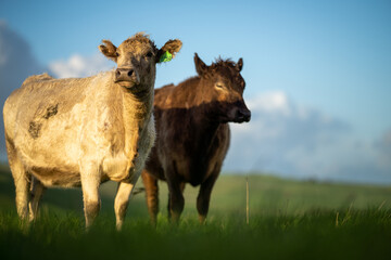Angus, wagyu and murray grey beef bulls and cows, being grass fed  on a hill in Australia.