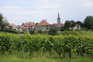 Fototapeta na wymiar jura vineyards