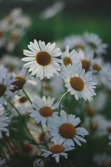 Obraz premium daisies in a field