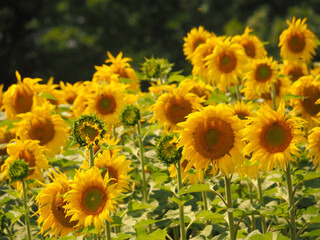 Fototapeta premium sunflower field in swiss alps