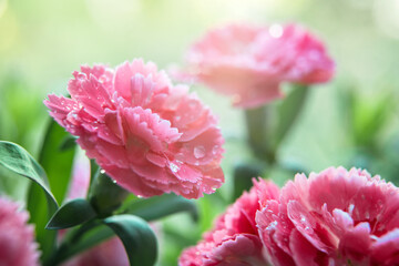 Beautiful pink carnation flower during sunrise. Close up. Macro shot. Environment. Elements of nature. Gardening concept