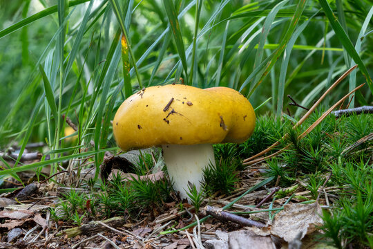 Close up of a yellow swamp russula mushroom between pine needles and grass
