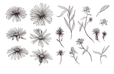 Daisy flower. Sketch illustration. Vector outline set.