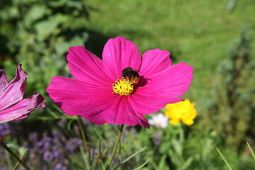 Fototapeta na wymiar Cosmos flower on a green background. Purple cosmos flower on a green background