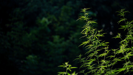 Forest hygrophilous and shade-tolerant species.Green leaves glow in the sun.The backlit, evening light hemp leaves.Extremely sweet pictures for drug addicts.