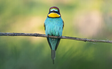 beautiful wild bird on a thin branch