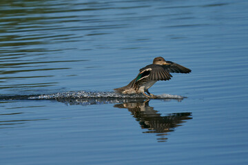 Female Teal (Anas crecca) landing on a lake at Ham Wall Nature Reserve in Somerset, England