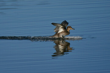 Female Teal (Anas crecca) landing on a lake at Ham Wall Nature Reserve in Somerset, England