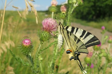 Swallowtail butterfly on a thistle flower in the meadow, closeup © natalya2015