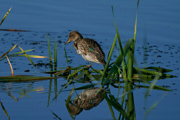 Female Teal (Anas crecca) standing on vegetation in a lake at Ham Wall Nature Reserve in Somerset, England