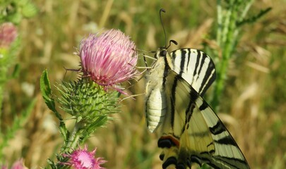 Beautiful Swallowtail butterfly on purple thistle flower in the meadow, closeup