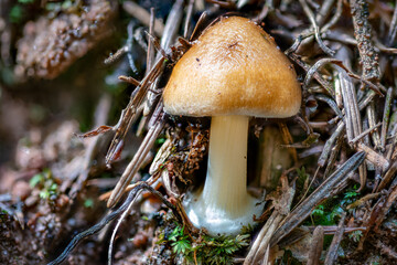 Close up of a tawny grisette mushroom between pine needles and moss
