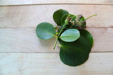 Sonneratia ovata green leaves and fruits isolated on wooden background closeup.