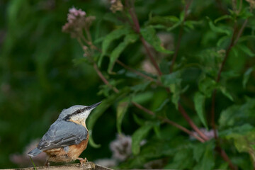Nuthatch (Sitta europaea) on a bird table at Langford Lakes Nature Reserve in Wiltshire, England, United Kingdom 