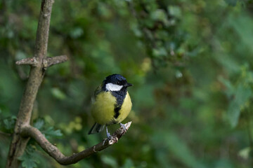 Obraz na płótnie Canvas Great Tit (Paris major) perched in a tree at Langford Lakes Nature Reserve in Wiltshire, England, United Kingdom 