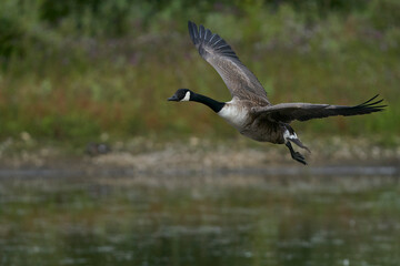 Canada Goose (Branta canadensis) coming in to land on a lake at Langford Lakes Nature Reserve in Wiltshire, England, United Kingdom