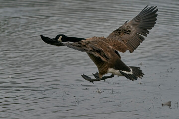 Canada Goose (Branta canadensis) coming in to land on a lake at Langford Lakes Nature Reserve in Wiltshire, England, United Kingdom