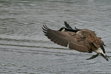 Canada Goose (Branta canadensis) coming in to land on a lake at Langford Lakes Nature Reserve in Wiltshire, England, United Kingdom