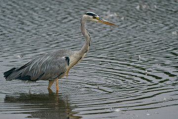 Grey Heron (Ardea cinerea) hunting in a shallow lake at Langford Lakes Nature Reserve in Wiltshire, England, United Kingdom
