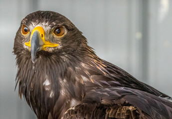 Bald Eagle keeps alert Birds of Prey Centre Coleman Alberta Canada