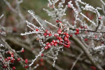 red berries in snow