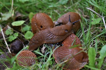 slither in the grass