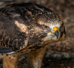 Swainson Hawk looking for prey Birds of Prey Centre Coleman Alberta Canada