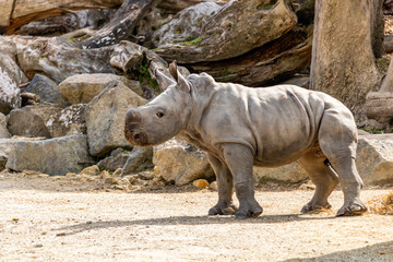 Baby white rhino playing in his yard. Auckland Zoo, Auckland, New Zealand