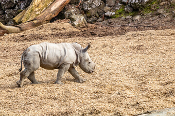 Baby white rhino playing in his yard. Auckland Zoo, Auckland, New Zealand