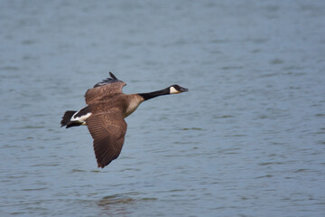 Kanadagans in Bayern