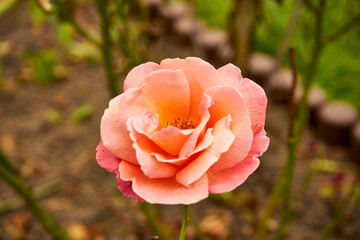 peach rose, flower, plant
