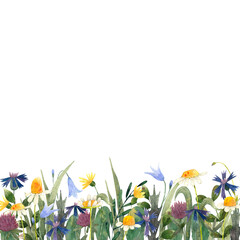 Flower meadow, wild flowers at the bottom, footer decorative frame on white background