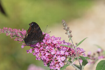 Peacock butterfly