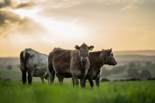 Angus, wagyu and murray grey beef bulls and cows, being grass fed  on a hill in Australia.