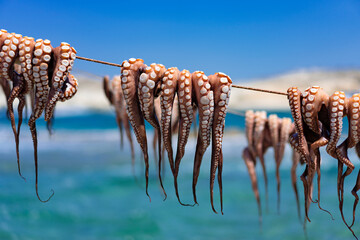 octopus drying out after fishing.