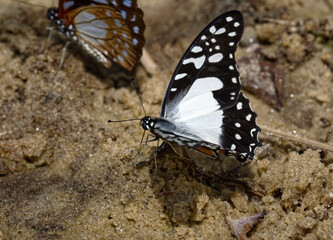 Graphium or Jay Butterfly found in Shore of Lake Malawi Southern Africa