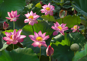 Lotus field