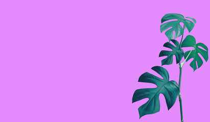 Closeup, monstera nature green leaf isolated on light violet magenta background for design or decoration advertising product, tropical plant, summer flora