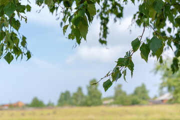 frame made of birch leaves on the background of nature