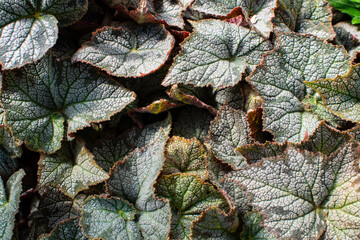 background of leaves of unusual shape and color