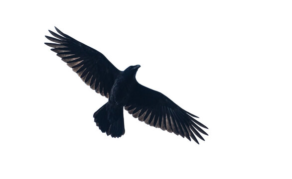 black raven isolated on white background