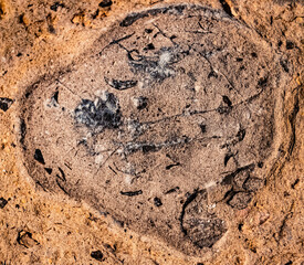 Details of fossils in a rock at the famous Steinplatte summit, Waidring, Tyrol, Austria