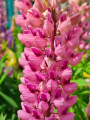 Blooming pink lupin