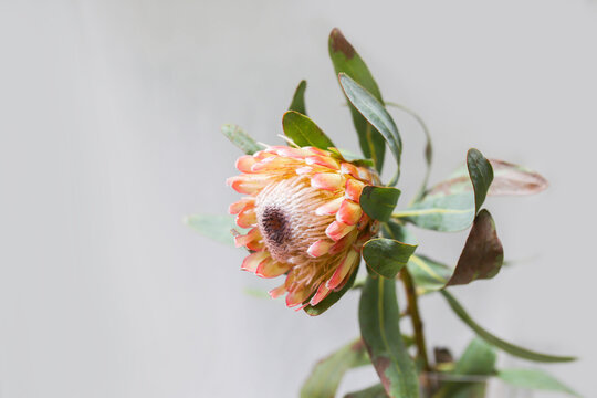 Close up shot of a protea flower