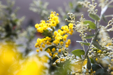 Australian wattle plant with silver leaves and golden blossoms